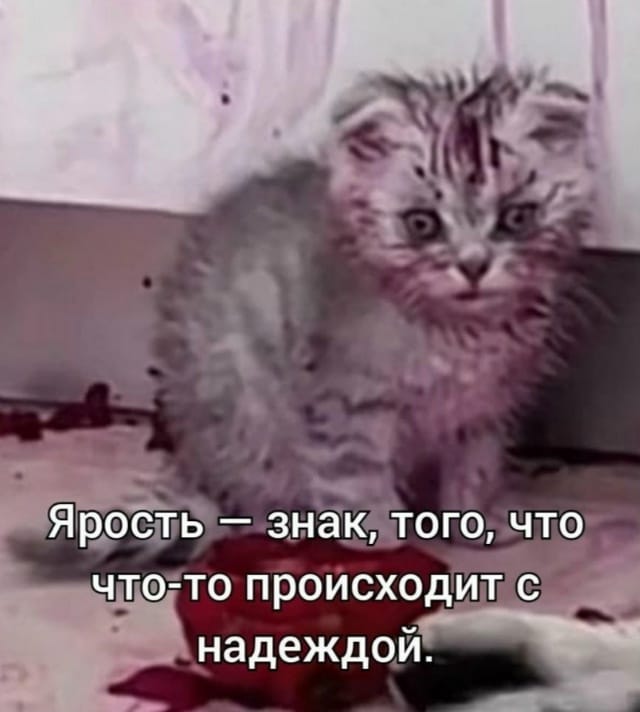 Я простая ебаная стюардесса